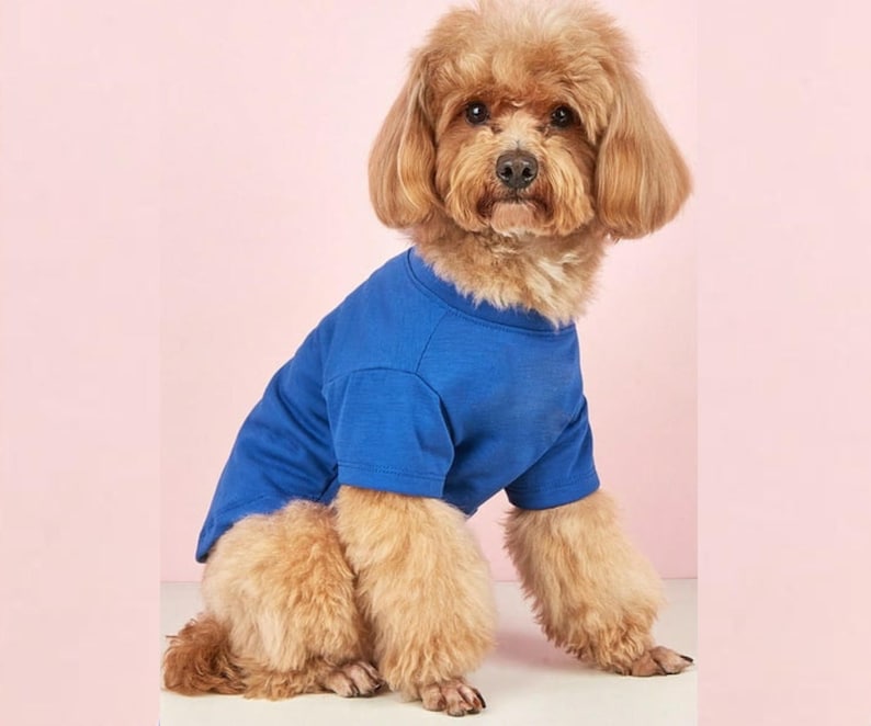 May include: A small, light brown, curly-haired dog wearing a solid royal blue short-sleeved t-shirt. The shirt features a simple crew neckline and hemmed sleeves, fitting snugly around the dog's torso while leaving the legs and tail exposed.
