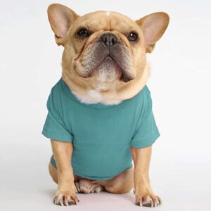 May include: A fawn-coloured French Bulldog with large upright ears and a dark muzzle wearing a solid teal short-sleeved t-shirt. The dog is sitting in a forward-facing position, displaying the plain, round-neck design of the garment.