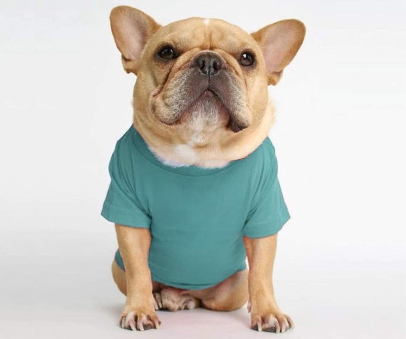 May include: A fawn-coloured French Bulldog with large upright ears and a dark muzzle wearing a solid teal short-sleeved t-shirt. The dog is sitting in a forward-facing position, displaying the plain, round-neck design of the garment.
