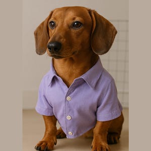 Pu&ograve; includere: Un bassotto marrone che indossa una camicia abbottonata a maniche corte di colore viola. Il cane &egrave; seduto su una superficie marrone chiaro.