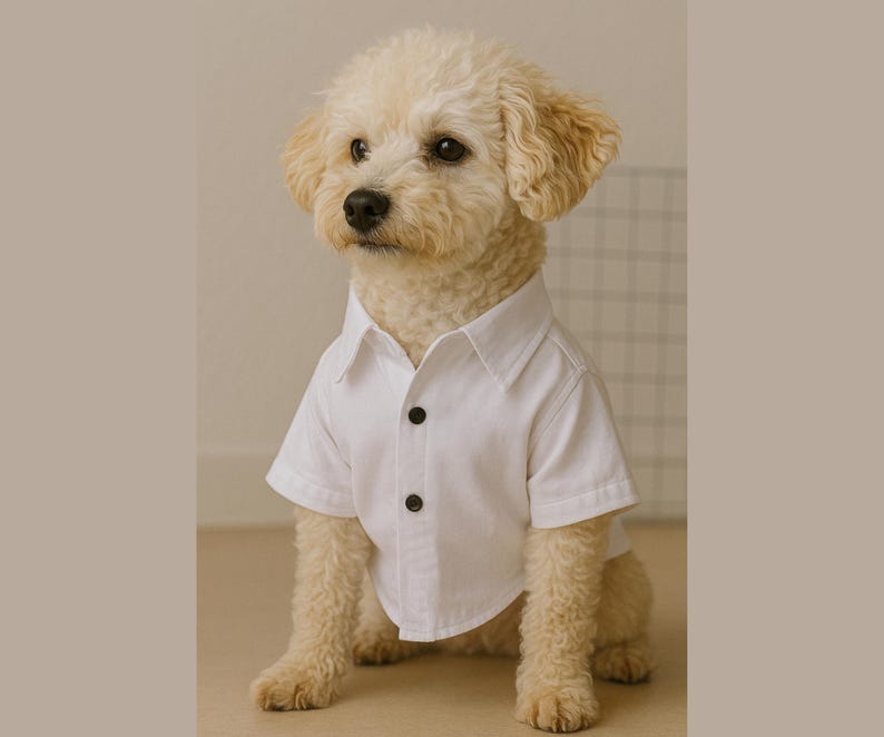 Pu&ograve; includere: Un piccolo cane bianco e soffice che indossa una camicia bianca abbottonata con bottoni neri. Il cane &egrave; seduto su una superficie marrone chiaro.