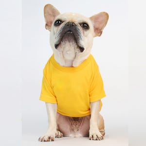 May include: A cream-coloured French Bulldog with large upright ears and a dark muzzle wearing a solid, bright yellow short-sleeved t-shirt. The dog is sitting in a forward-facing position, displaying the plain, vibrant yellow fabric of the shirt.