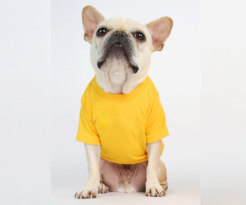 May include: A cream-coloured French Bulldog with large upright ears and a dark muzzle wearing a solid, bright yellow short-sleeved t-shirt. The dog is sitting in a forward-facing position, displaying the plain, vibrant yellow fabric of the shirt.
