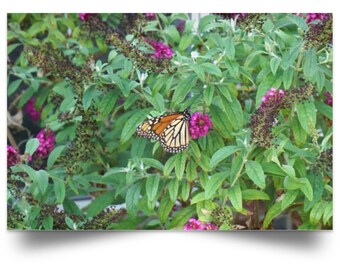 Monarch Butterfly / Butterfly Poster / Garden Print / Wall Art / Poster Print