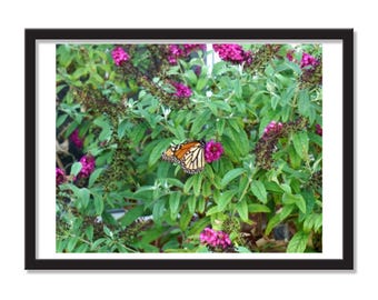 Monarch Butterfly / Butterfly Frame / Garden Print / Wall Art / Framed Poster Print
