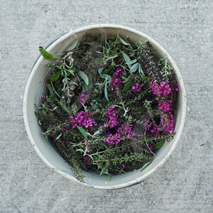 Butterfly Bush cuttings / Garden Bucket / Flower JPG / 5x5 Digital Download