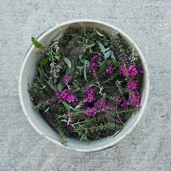 Butterfly Bush Cuttings / Garden Bucket / 5x5 Digital Download Etsy