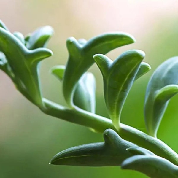 2x Senecio peregrinus String of Dolphins trailing succulent unrooted 5inch cutting