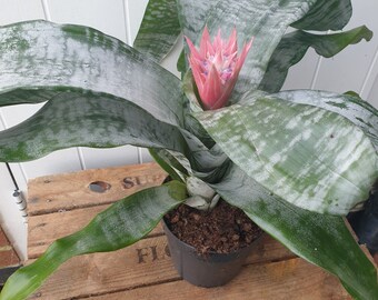 Aechmea Fascia Tongue House Plant