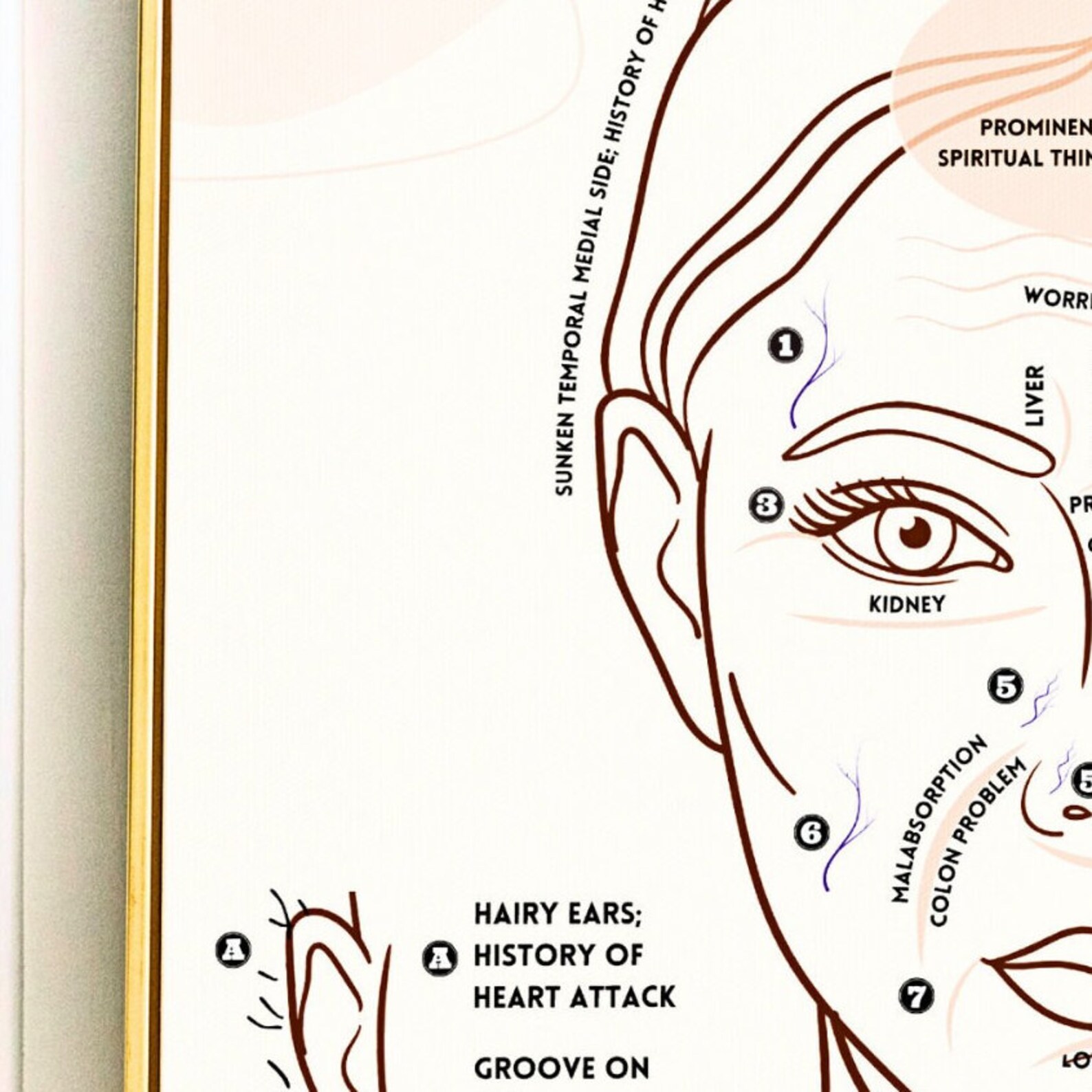 Ayurveda Face Diagnosis Poster and Book Insert, Colored Ayurveda Face