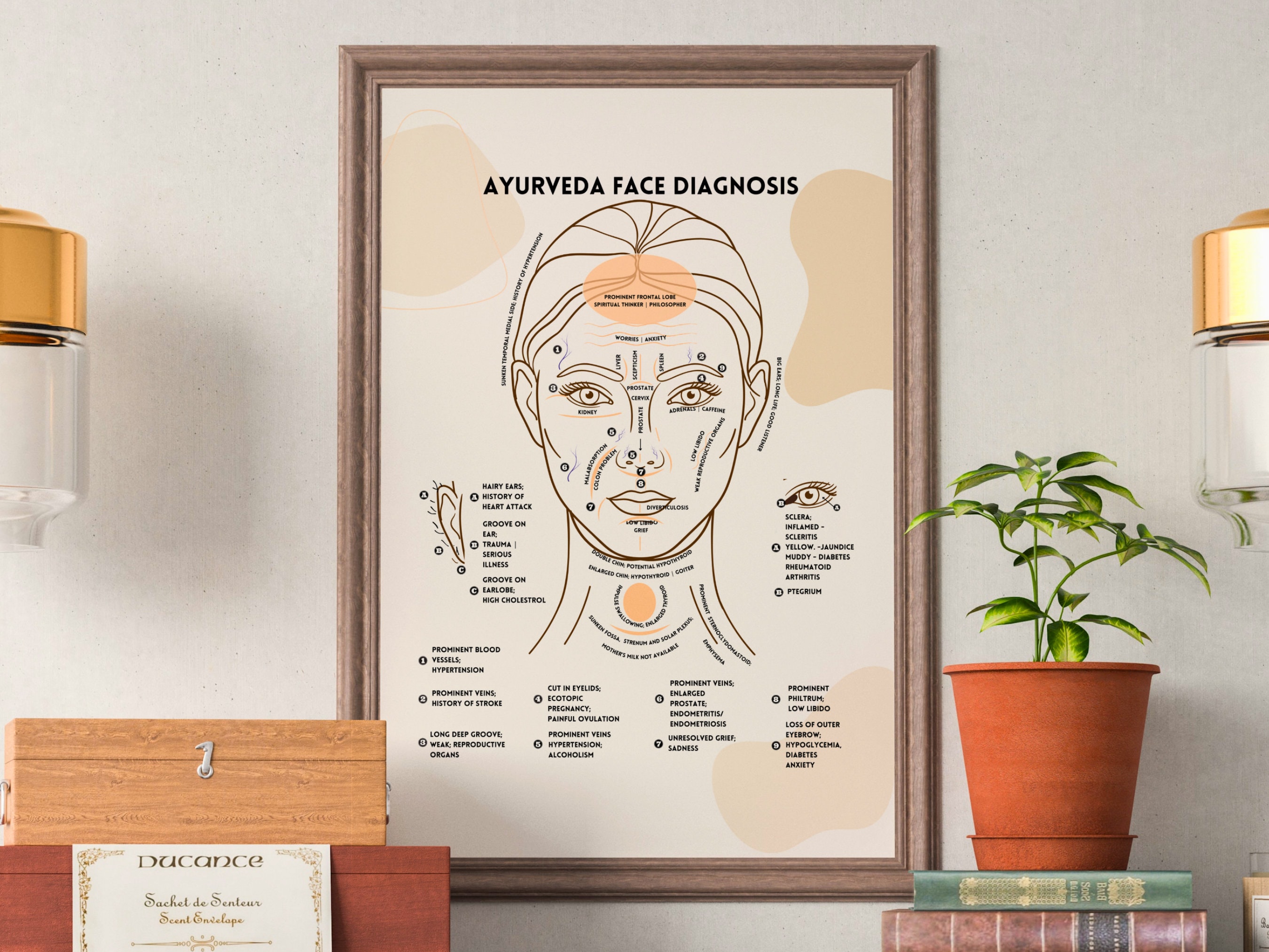 Ayurveda Face Diagnosis Poster and Book Insert, Colored Ayurveda Face