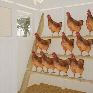 How to build Chicken Coop Plans 20-24 Chickens / Large Chicken Coop Plans DIY / Chicken Coop Plans with Run / Chicken Coop Plans with Run PDF Blueprint - Chicken Roost Plans with poles and roost plates for chickens to stand