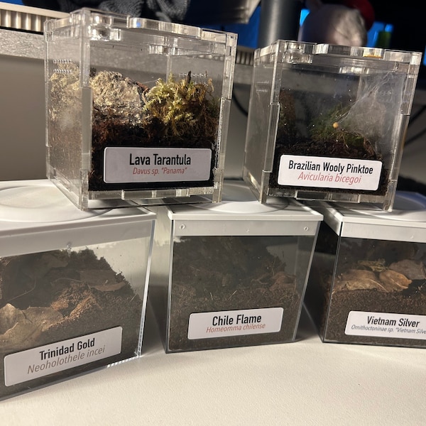 Reptile Enclosure Etsy