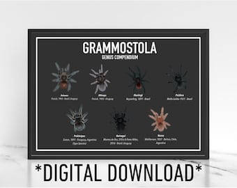 Digital Download Grammostola Tarantula Genus Poster A4 Exotic Pet Gift