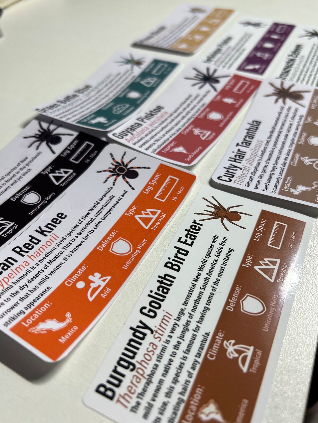 MEDIUM Custom Invert/reptile Enclosure Labels ANY Species, ANY Common Name Customisation Etsy