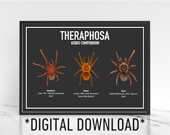 Digital Download Theraphosa Tarantula Genus Poster A4 Exotic Pet Gift