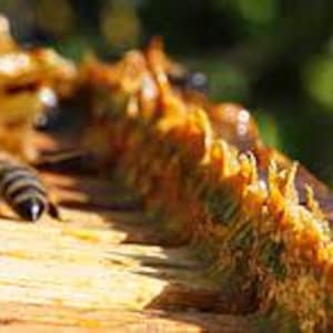 Puede incluir: Primer plano de un marco de panal con abejas arrastrándose sobre él. El panal está lleno de miel dorada y tiene una superficie texturizada.