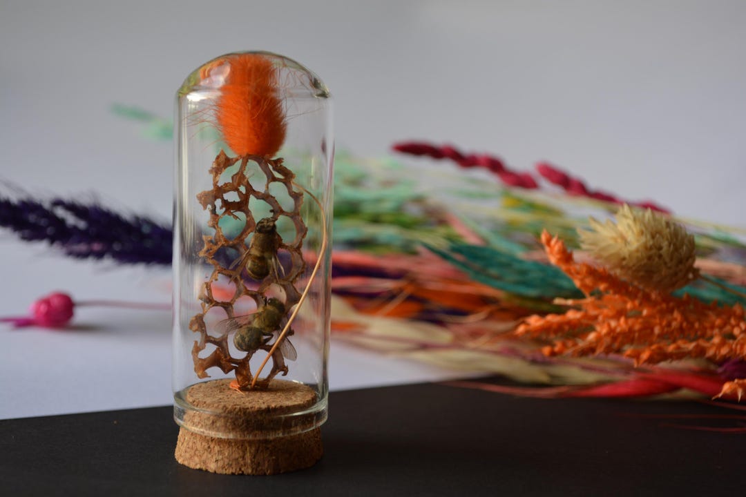 Real Honeycomb and Preserved Bees in Glass Dome | Handmade Natural Bee ...