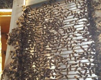 Handmade Bee Venom Collector Set – Safe Apitherapy Equipment