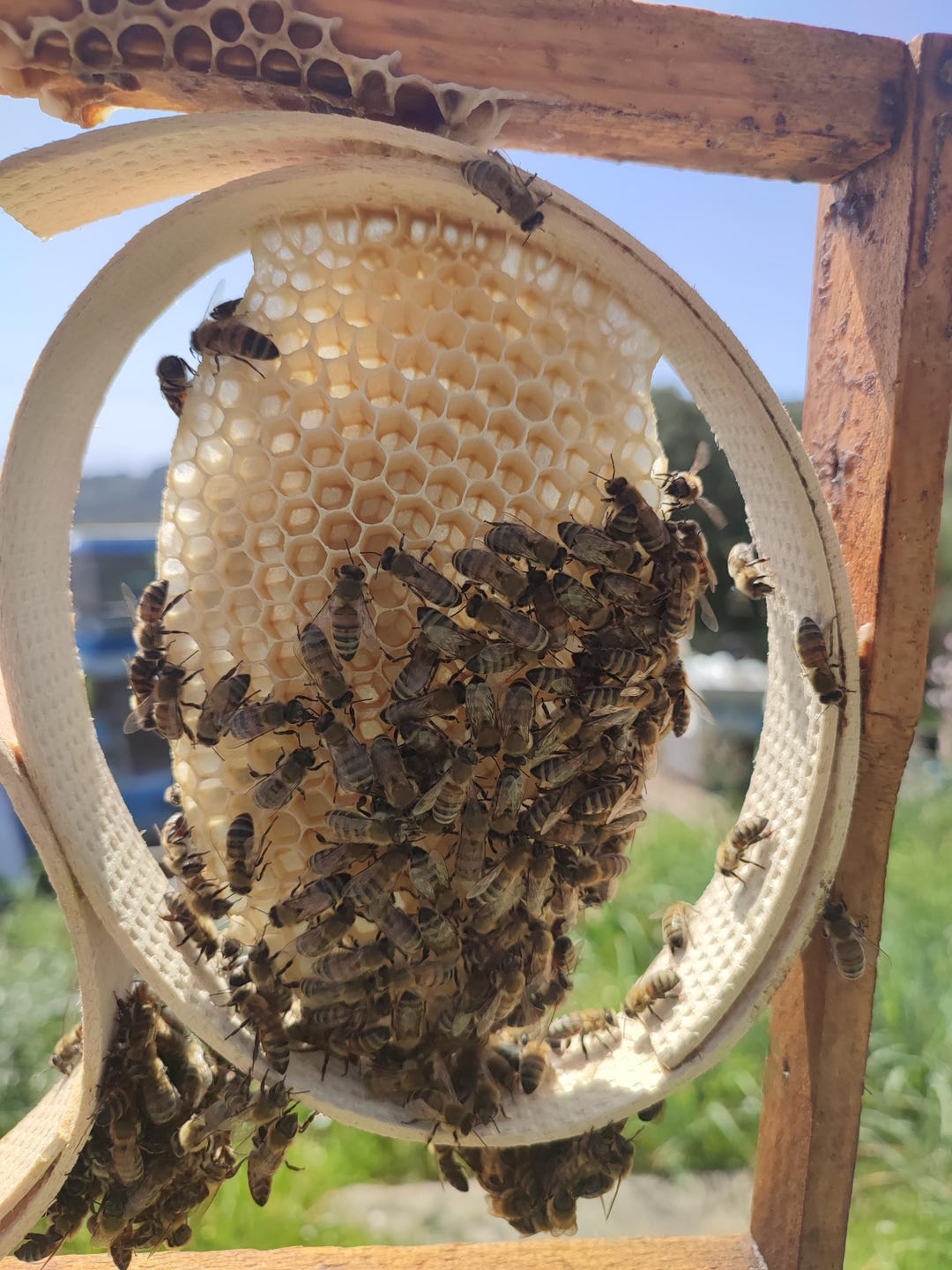 Apitoxin Bee Elixir | Raw Honey, Bee Venom, Royal Jelly (100gr) - Etsy