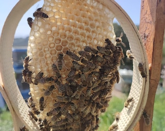 Apitoxin Bee Elixir | Raw Honey, Bee Venom, Royal Jelly (100gr)