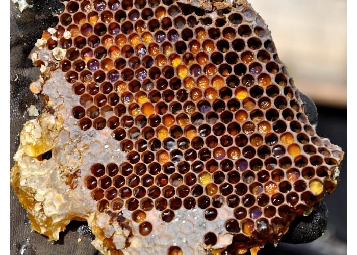 Raw Honey Bee Elixir Bee Venom Apitoxin Mixture, Limited Harvest 250gr (8,82oz)