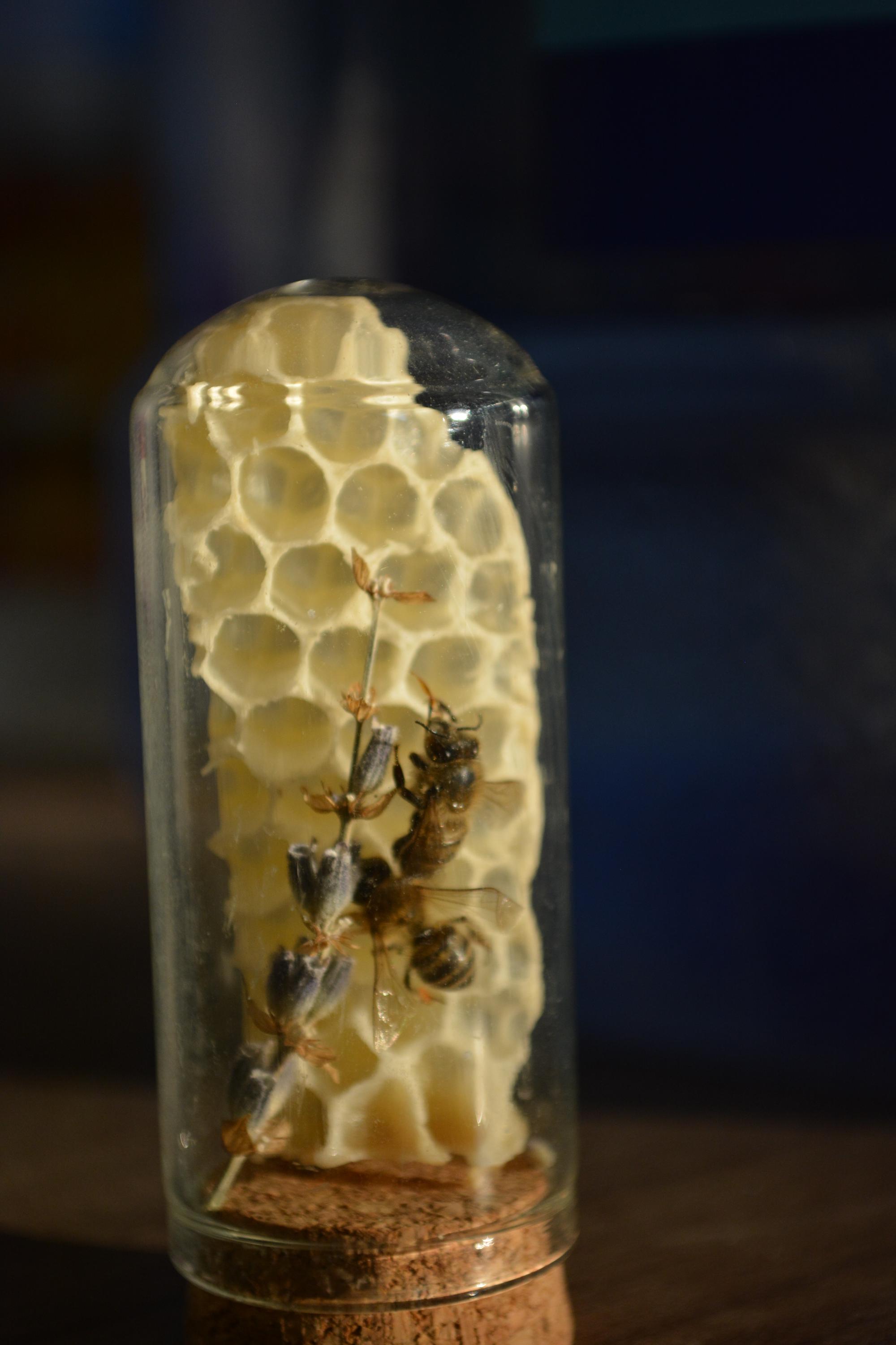 Real Honeycomb and Preserved Bees in Glass Dome | Handmade Natural Bee ...