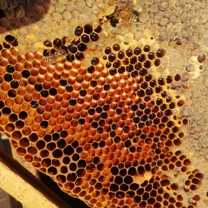 ORGANİC FRESH Bee Bread 400gr Raw Bee Bread- Best Quality Bee Bread, Fresh Bee Bread Superfood, 2025 harvest . Fermented pollen