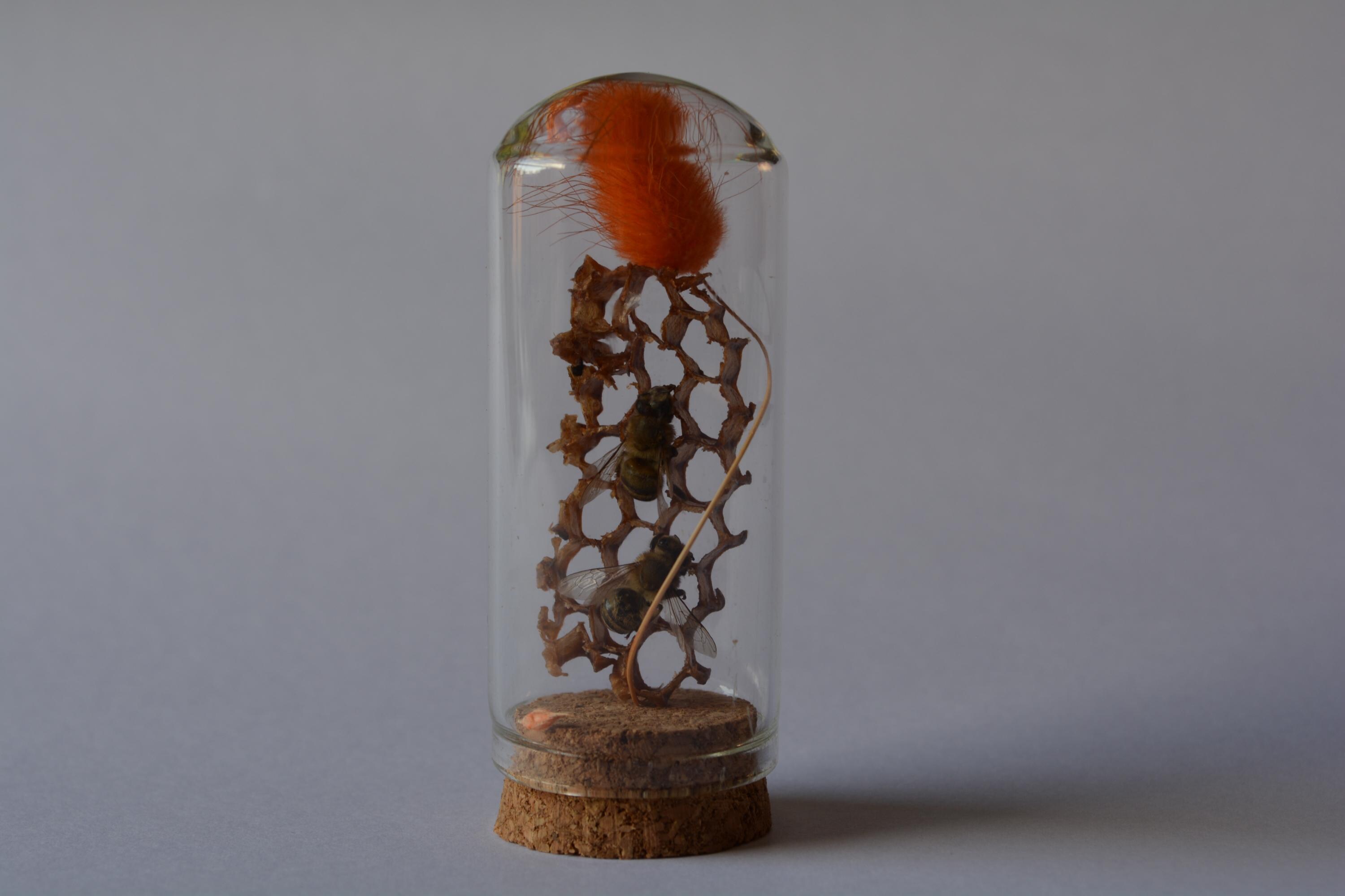 Real Honeycomb and Preserved Bees in Glass Dome | Handmade Natural Bee ...