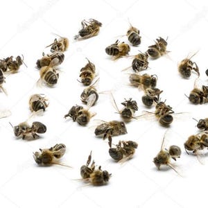 May include: A group of dead honey bees on a white background. The bees are scattered in a random pattern, with some bees on their backs and others on their sides.