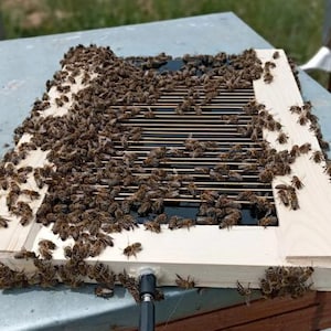 Può includere: Un componente in legno dell'alveare ricoperto da numerose api. Il componente ha un telaio rettangolare con doghe orizzontali in legno. Un cavo nero con un connettore si estende dal telaio. Lo sfondo è sfocato, suggerendo un ambiente esterno.