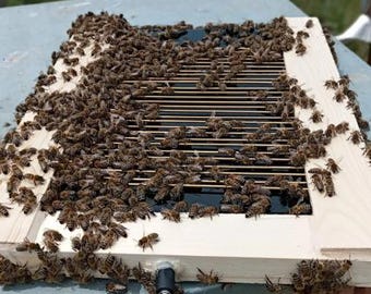 Set per la raccolta del veleno d'api fatto a mano – Attrezzatura per apiterapia sicura, set per apicoltori