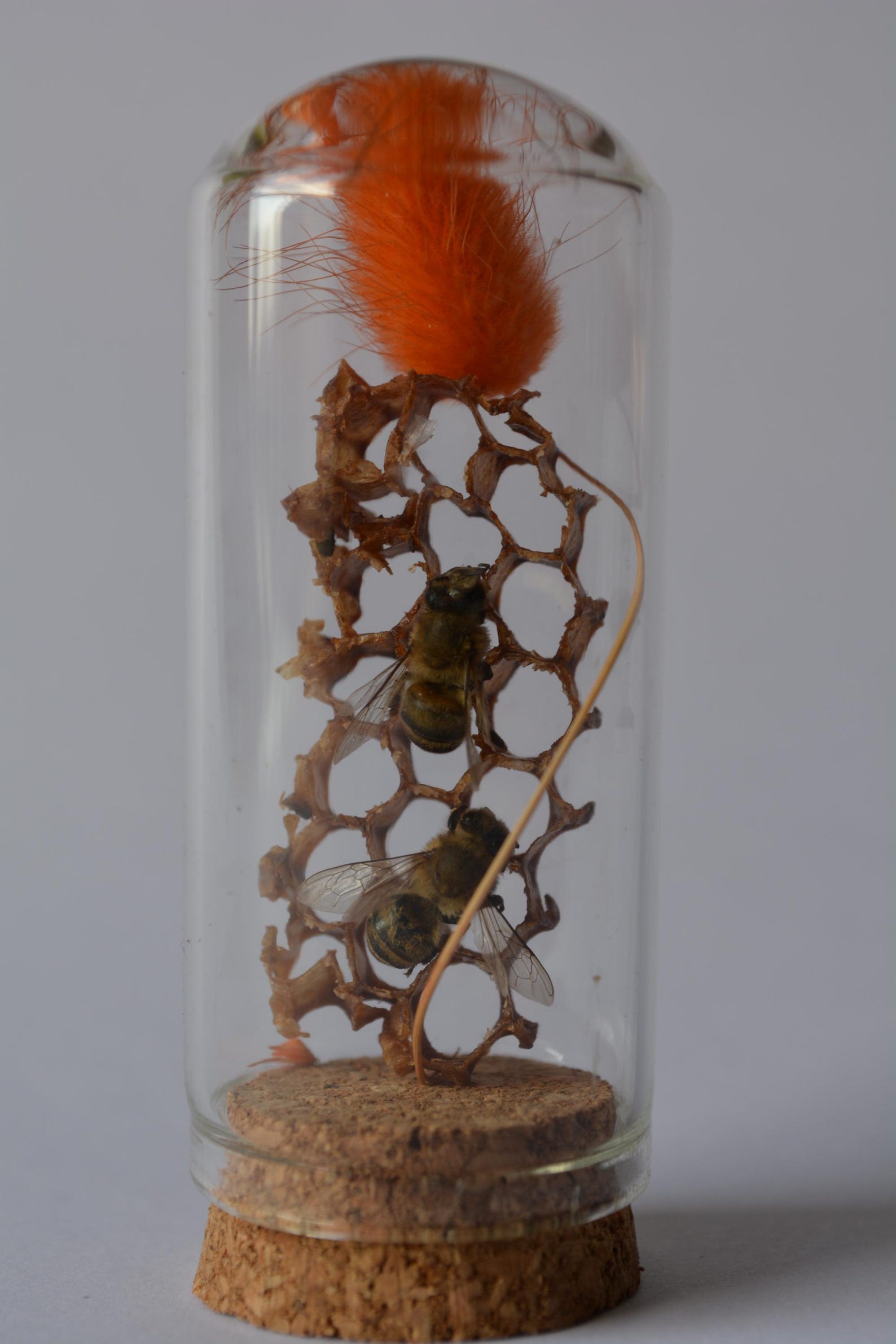 Real Honeycomb and Preserved Bees in Glass Dome | Handmade Natural Bee ...