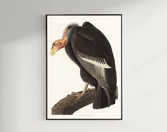 カリフォルニアハゲワシのヴィンテージアートプリント - ジョン