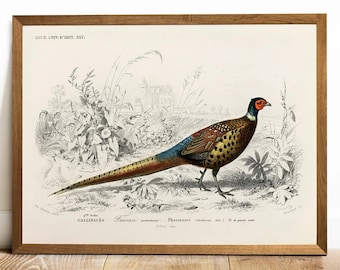 Pheasant Print, Antique Animal Painting, Vintage Drawing Poster Art, Ring-necked Pheasant, animal bedroom decor, american wildlife