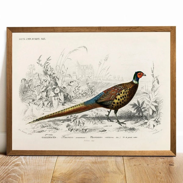 Pheasant Print, Antique Animal Painting, Vintage Drawing Poster Art, Ring-necked Pheasant, animal bedroom decor, american wildlife