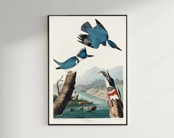 Kingfisher Print, Antique Bird Painting, Vintage Drawing Poster Wall Art Decor, Belted Kingfisher, bird illustrations, bird posters | COO361