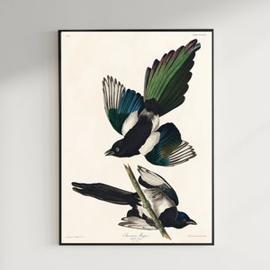 Magpie Print, Antique Bird Painting, Vintage Drawing Poster Wall Art Decor, American Magpie, bird wall decal, bird wall art | COO338