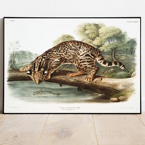 Leopard Print, Antique Animal Painting, Vintage Drawing Poster Wall Art Decor, Ocelot, illustration print, zoology zoological | COO73