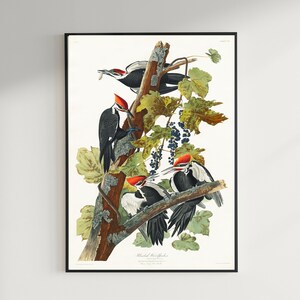 Specht Druck, Antike Vogel Malerei, Vintage Zeichnung Poster Wandkunst, Helmspecht, Vogel Druck Kunst, handgemalter Vogel | COO426