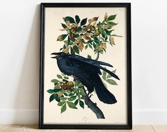 Raven Print, Antique Bird Painting, Vintage Drawing Poster Wall Art Decor, Black Raven, bird nature print, bird lovers gift