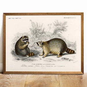 May include: Vintage illustration of two raccoons in a forest setting. The image is in black and white with hand-painted details. The text on the image reads "Mammiferes. n. n. ", "DICT. UNIV. HIST. NAT.", "CARNASSIERS CARNIVORES", "QUADRUPEDES", "Raten laver (Procyon hove, 7. de grandeur nat."