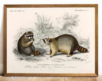 Waschbär Druck, Antike Tier Malerei, Vintage Zeichnung Poster Wall Art Dekor, Zoologie Poster, Tiere Kunstdruck