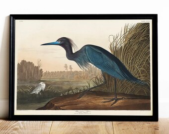 Blauer Kranich Druck, Antike Vogel Malerei, Vintage Zeichnung Poster Wandkunst Dekor, Reiher, Vogel Geschenke für Frauen, Vogelliebhaber Geschenk