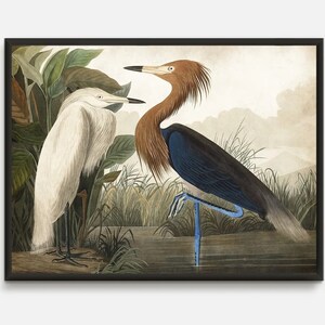 White Heron Antique Bird Painting by John James Audubon