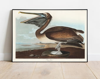 Pelican Print, Antique Bird Painting, Vintage Drawing Poster Wall Art Decor, Brown Pelican, birds art print, birds paintings | COO497