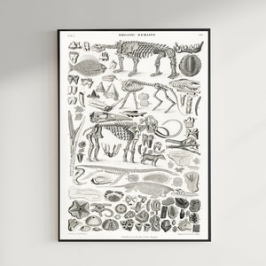Animal Bones Print, Antique Animal Painting, Vintage Drawing Poster Wall Art, Animal Skeleton, litograph, animal prints for | COO285