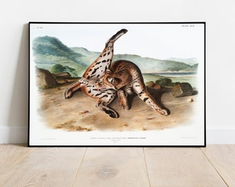Lynx Print, Antique Animal Painting, Vintage Drawing Poster Wall Art Decor, Texan Lynx, vintage illustration, poster print | COO70