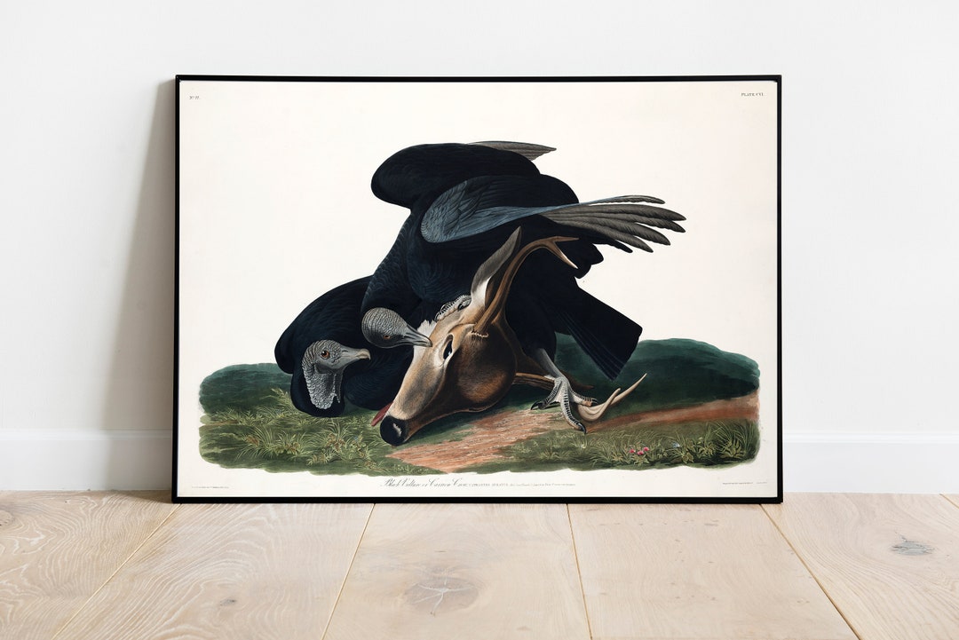 Black Vulture Print, Antique Bird Painting, Vintage Drawing Poster Wall ...