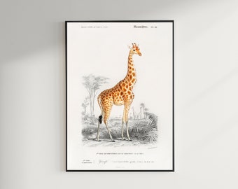 Estampado de jirafa, pintura de animales antigua, decoración de arte de pared de cartel de dibujo vintage, animales americanos, decoración de animales / COO211